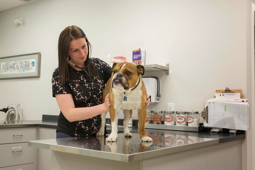 Steveston Veterinary Hospital | 7020 Francis Road, Suite 100, Richmond, BC V6Y 1A2, Canada | Phone: (604) 274-9938