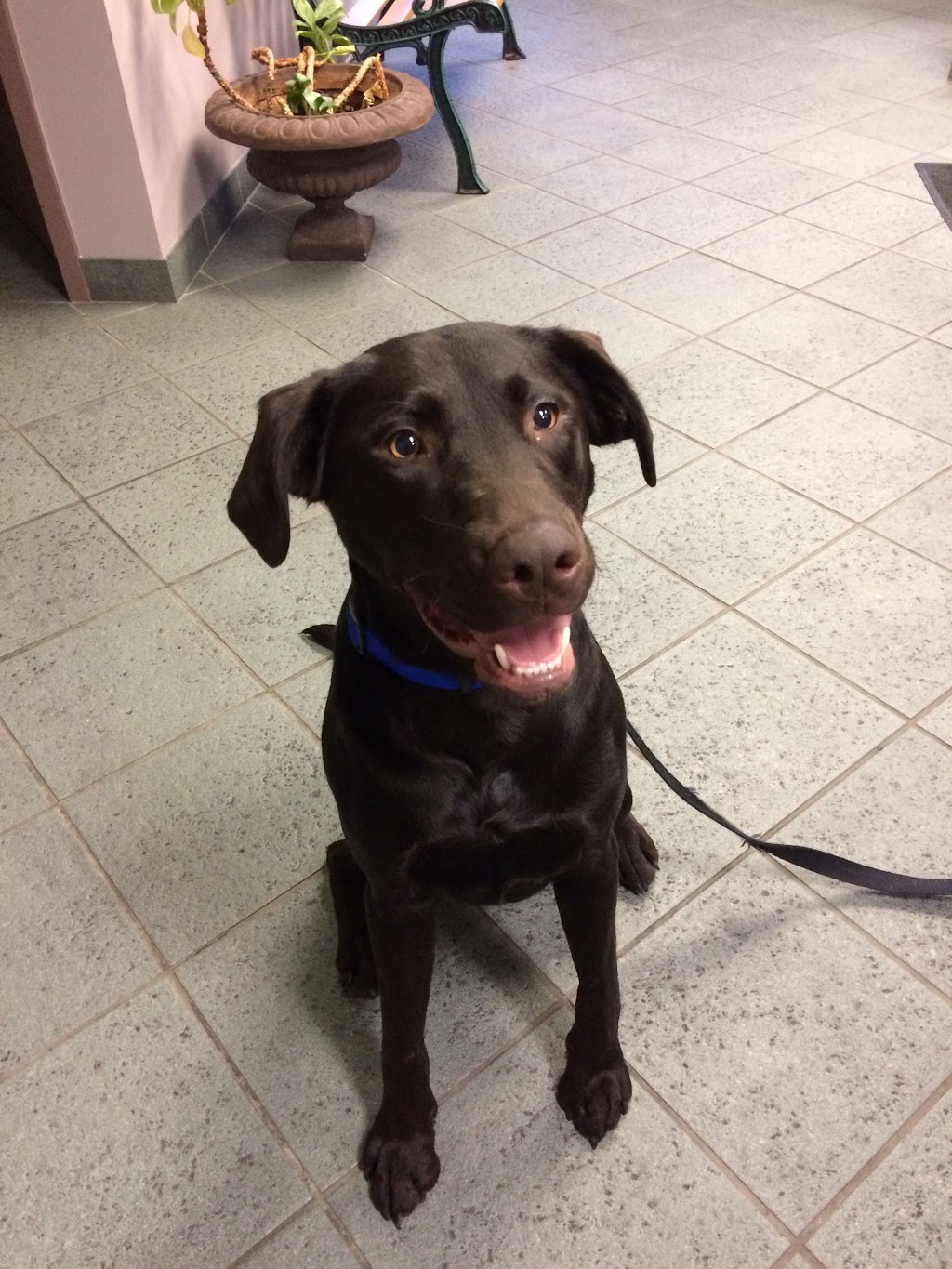 Burlington Veterinary Emergency & Referral Hospital | 775 Woodview Rd, Burlington, ON L7N 3S1, Canada | Phone: (905) 637-8111