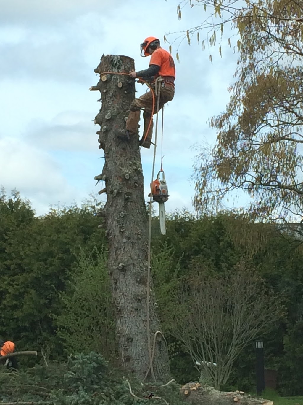 EVANS TREE WORK | 9 Hooper Square, Bowmanville, ON L1C 4X7, Canada | Phone: (905) 718-9528