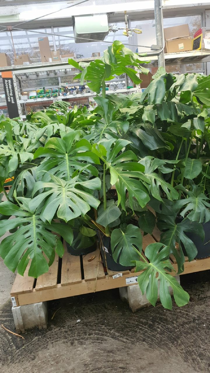 Garden Centre at The Home Depot | 428 Ellesmere Rd, Scarborough, ON M1R 4E6, Canada | Phone: (416) 609-1800