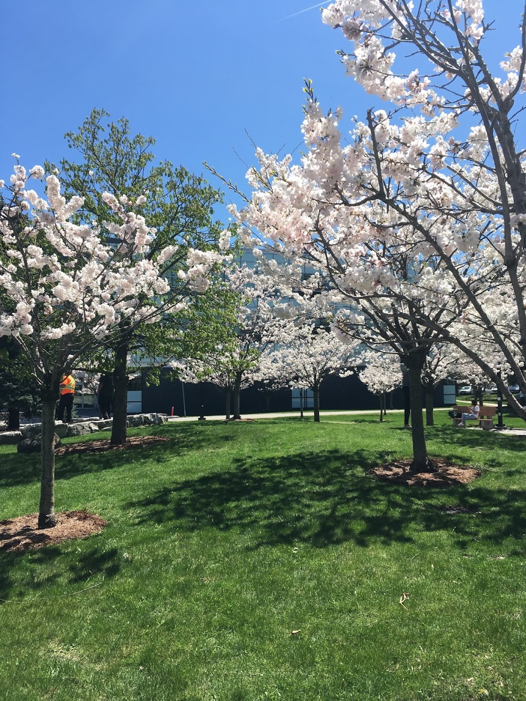 The Sakura Grove | 1265 Miitary Trail, Scarborough, ON M1C 1A4, Canada
