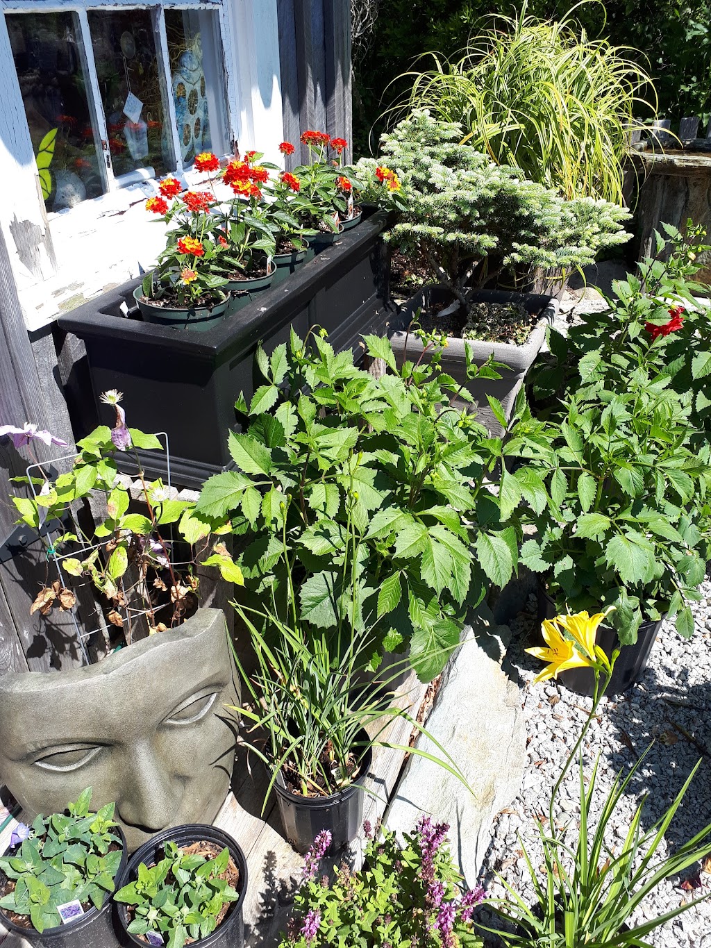 Ouest Ville Perennials | 1250 Argyle Sound Rd, West Pubnico, NS B0W 3S0, Canada | Phone: (902) 762-3198