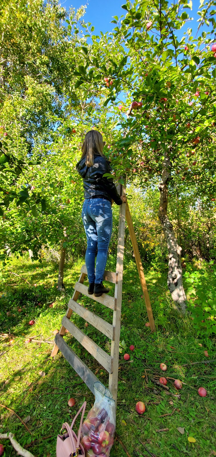 Cidrerie Verger Léo Boutin | 710 Rang de la Montagne, Sainte-Angèle-de-Monnoir, QC J0L 1P0, Canada | Phone: (450) 346-3326