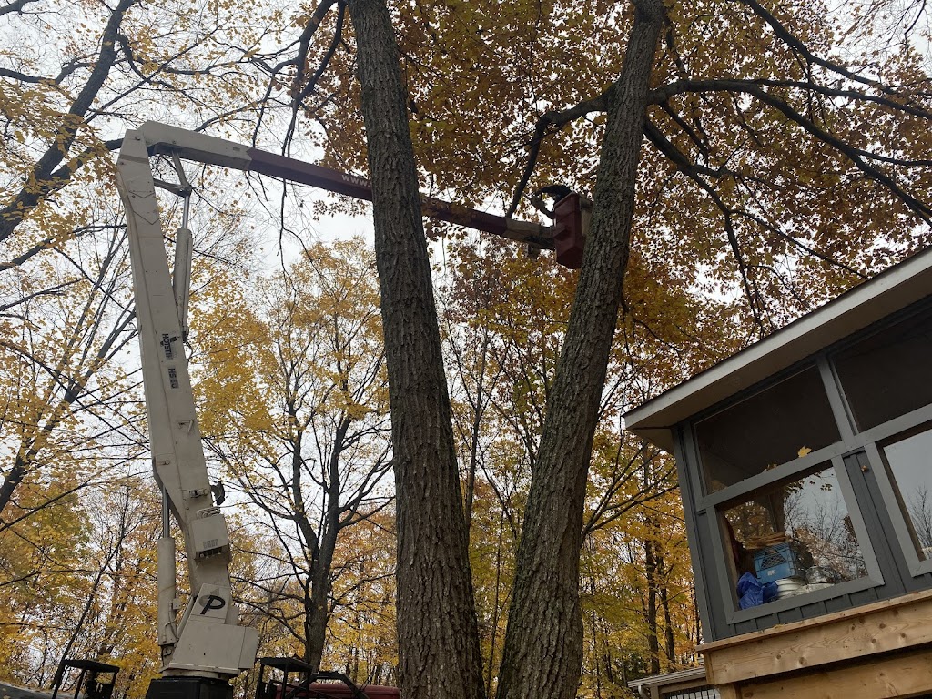 TreeKings Arboriculture Inc. | 1414 Caribou Rd, Minden Hills, ON K0M 1S0, Canada | Phone: (705) 457-5716