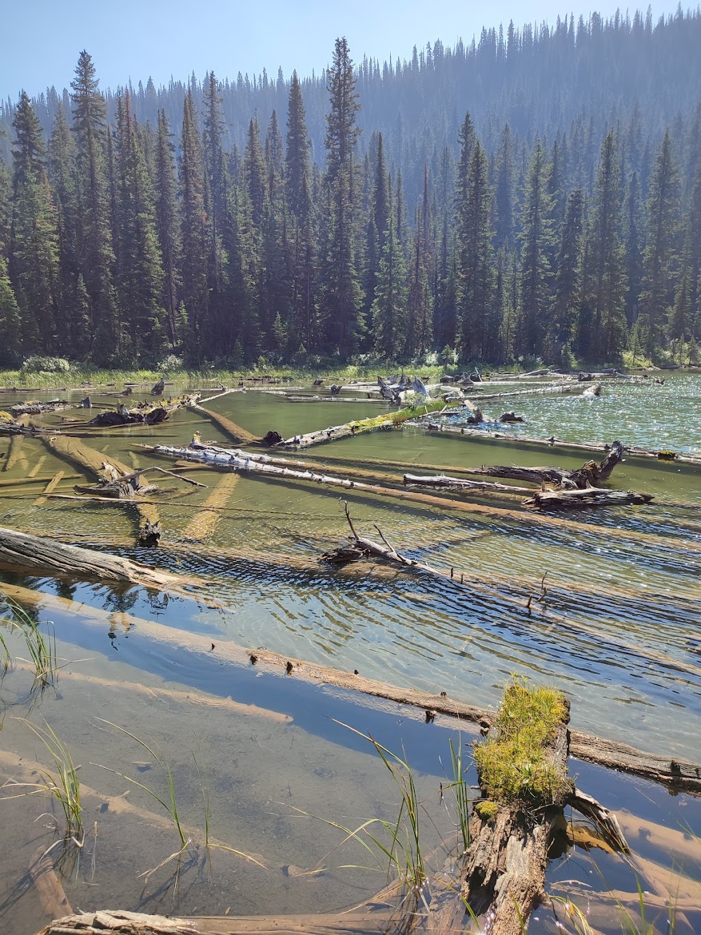 Bear Country Guiding & Consulting | 30 Shawnee Common SW, Calgary, AB T2Y 0R1, Canada | Phone: (403) 629-5688