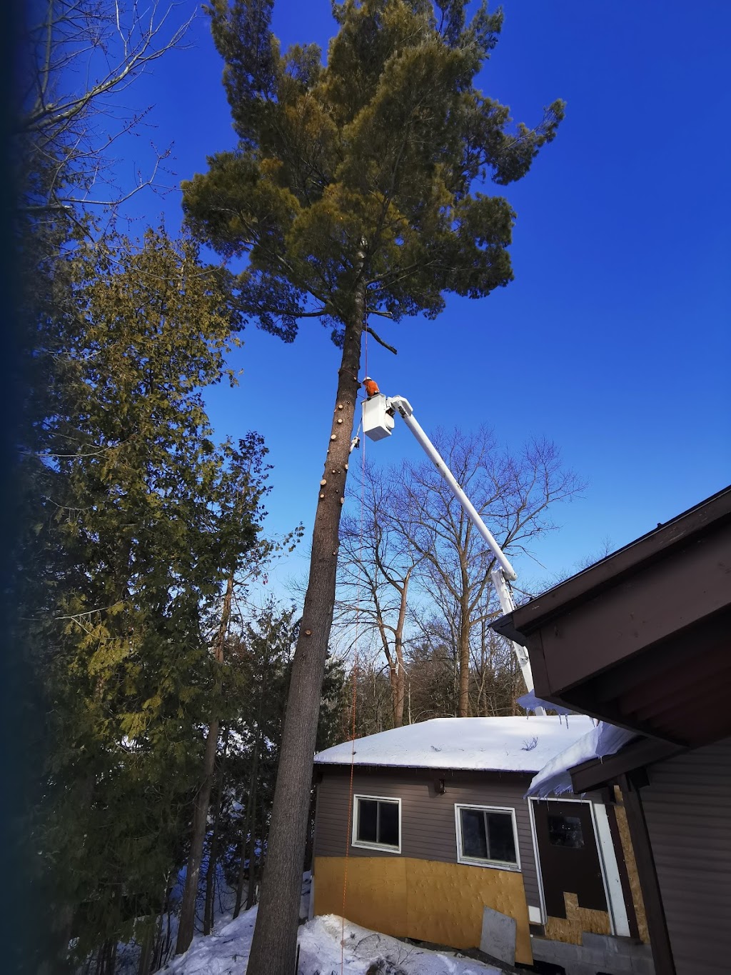 Treeworks | of Smith, 2302 15 Line, Buckhorn, ON K0L 1J0, Canada | Phone: (705) 657-1900