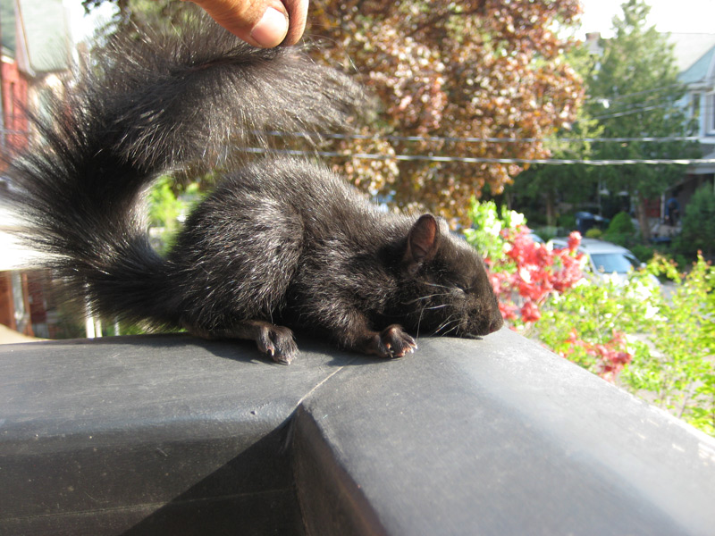 Four Seasons Wildlife Removal - Squirrel | Bird, Raccoon Removal | 88 Cedarcrest Blvd, East York, ON M4B 2P3, Canada | Phone: (416) 761-9777