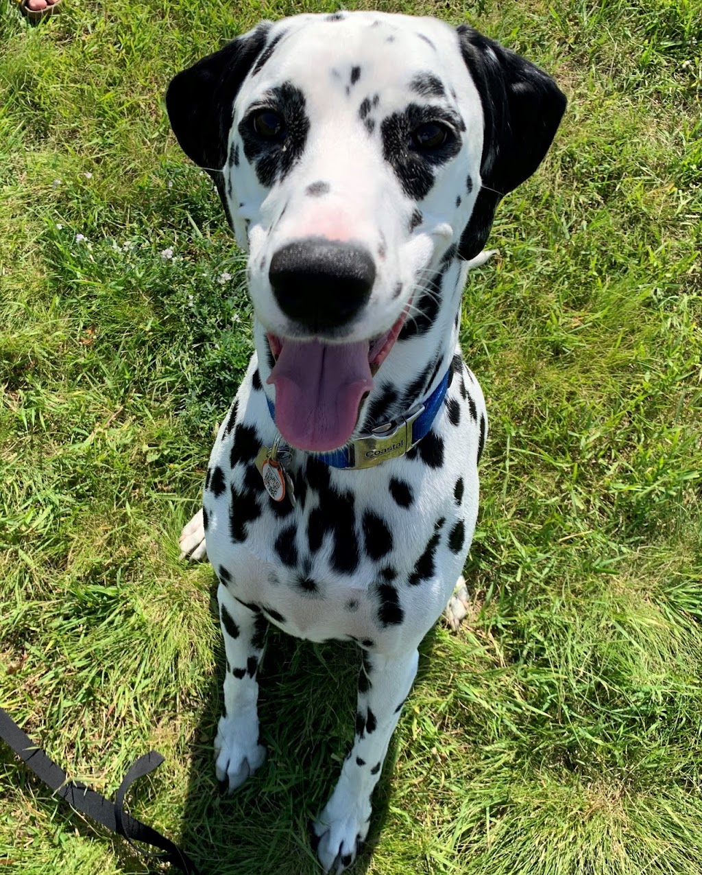 Pawsitive Solutions Dog Training | 5600 Centre St N, Calgary, AB T2K 0T3, Canada | Phone: (403) 467-9076