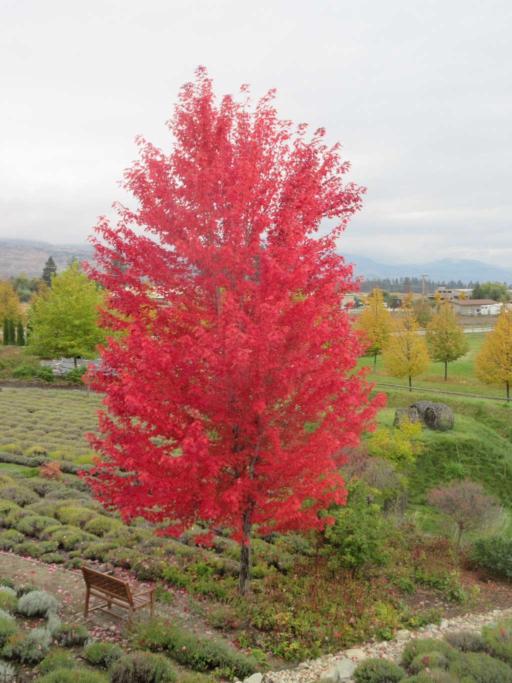 Heart & Sol Tours - Kelowna Wine Tours & Sightseeing | 3439 Silverberry Rd, Kelowna, BC V1W 3V5, Canada | Phone: (844) 223-7167