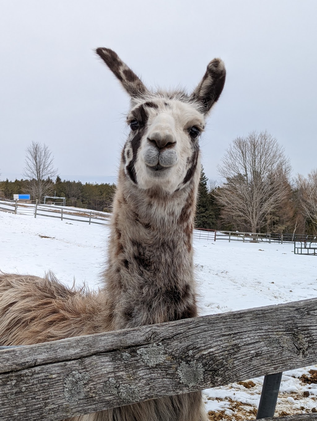 Mimosa Springs Alpacas | 5891 Fourth Line, Erin, ON N0B 1Z0, Canada | Phone: (416) 629-9428
