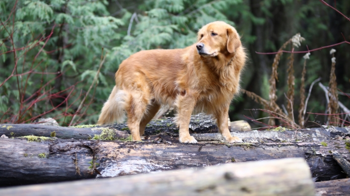 Golden Acres Dog Resort | 6073 5th Line, Rockwood, ON N0B 2K0, Canada | Phone: (416) 500-8332
