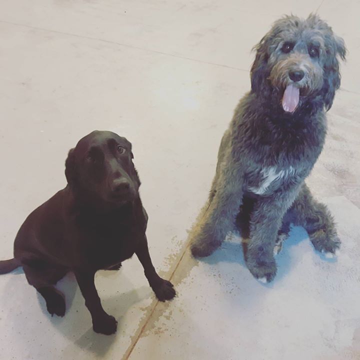 The Posh Pooch | 17 Myrtle St, Stratford, PE C1B 1P4, Canada | Phone: (902) 566-1287