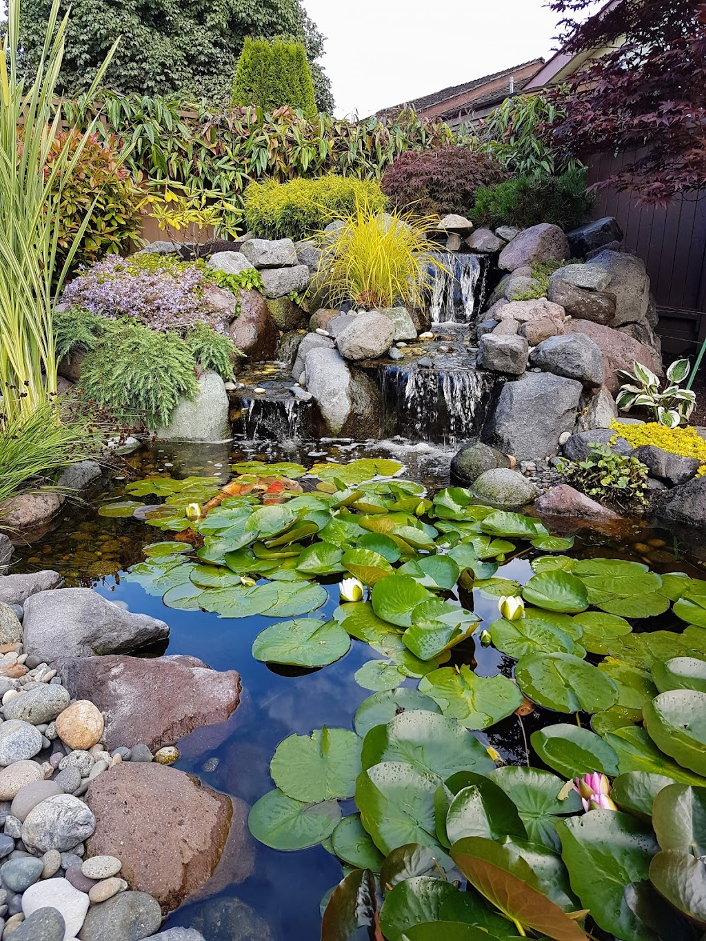 Superior Ponds & Landscaping | 5224 7a Ave, Delta, BC V4M 1R4, Canada | Phone: (604) 943-6070