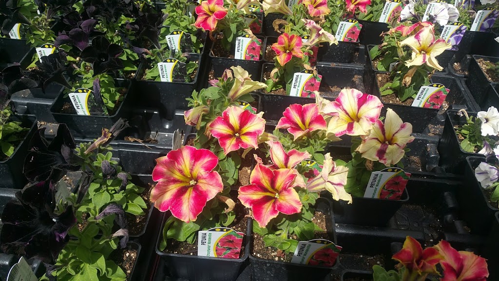 Doorns Greenhouse | NE-1-16-20 W2 (8km South of Regina on Highway, Sherwood No. 159, SK S0G 4G0, Canada | Phone: (306) 586-5791