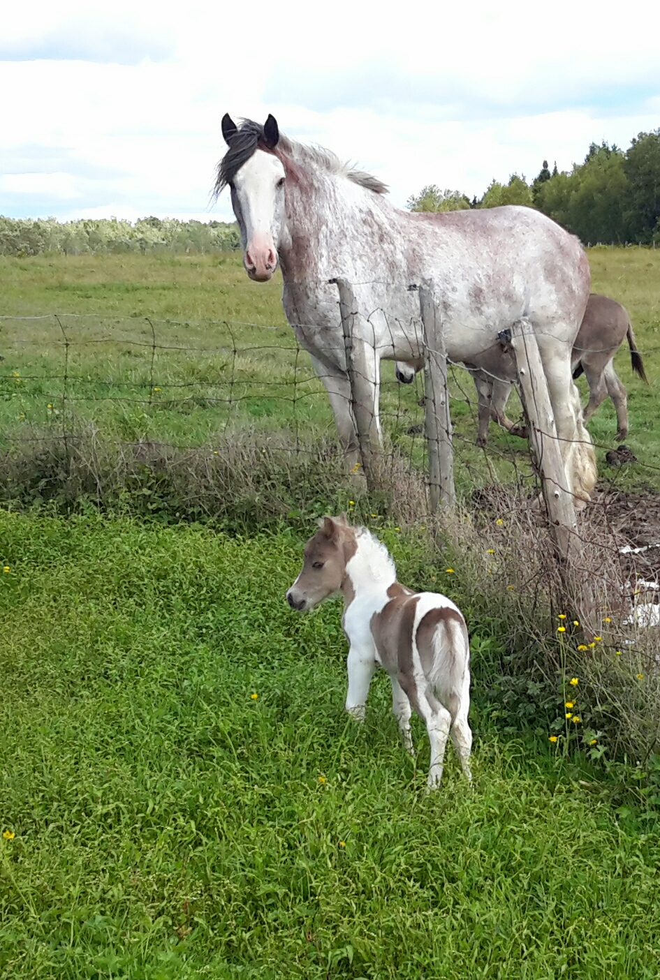 Elevage de chevaux miniatures / LMlesMinis | 1100 Chemin Dion, Sherbrooke, QC J1R 0R8, Canada | Phone: (819) 822-4507
