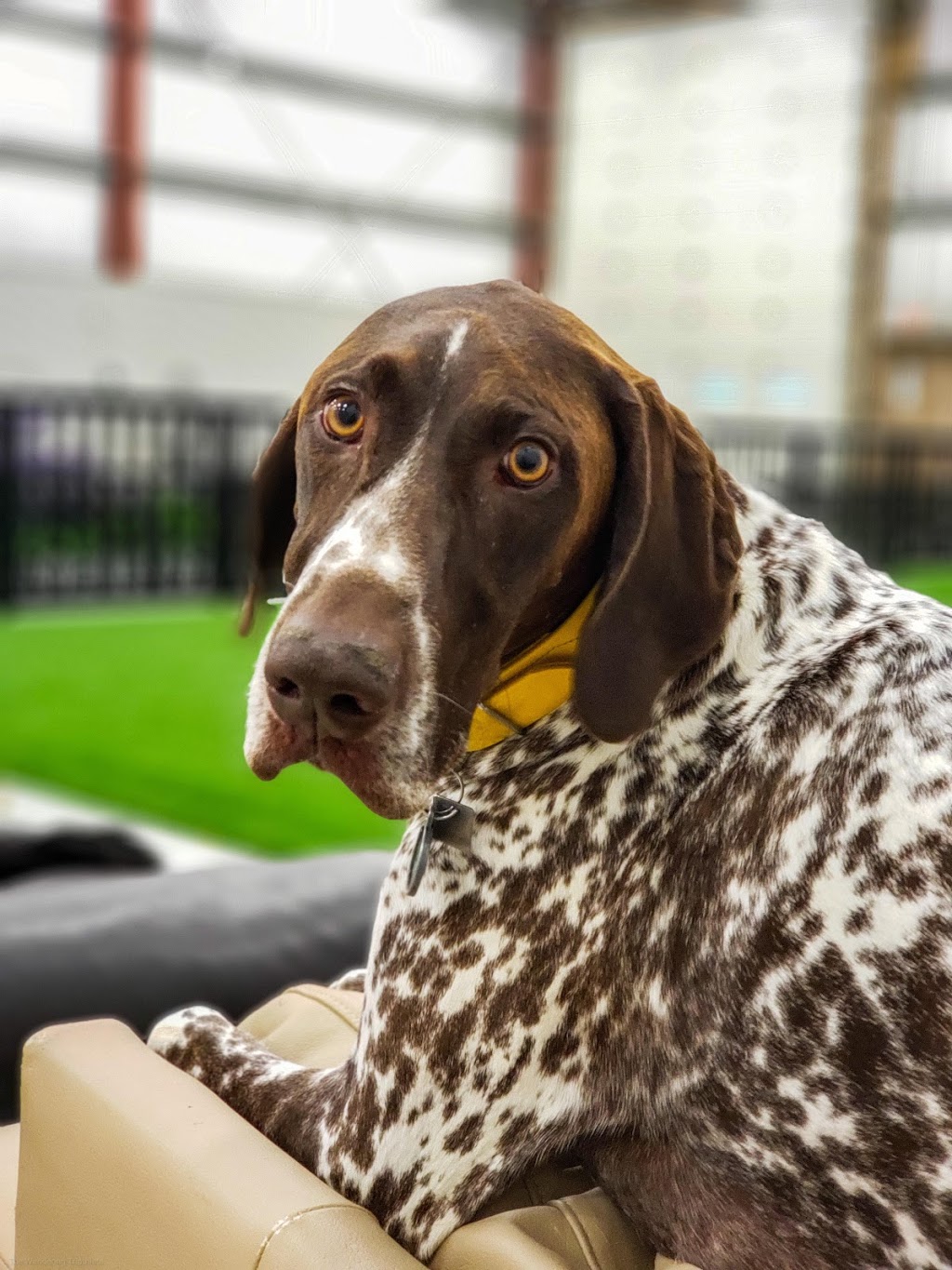 Furbaby Pet Care | 2902 Jasper Ave S, Saskatoon, SK S7J 4L7, Canada | Phone: (306) 912-7783