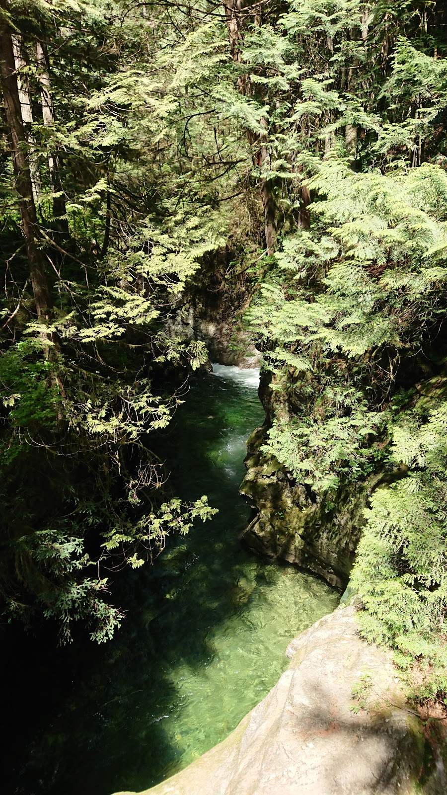 Guided Forest Walks- Leaning on Trees | 301 N Shore Rd, Lake Cowichan, BC V0R 2G0, Canada | Phone: (250) 986-9291