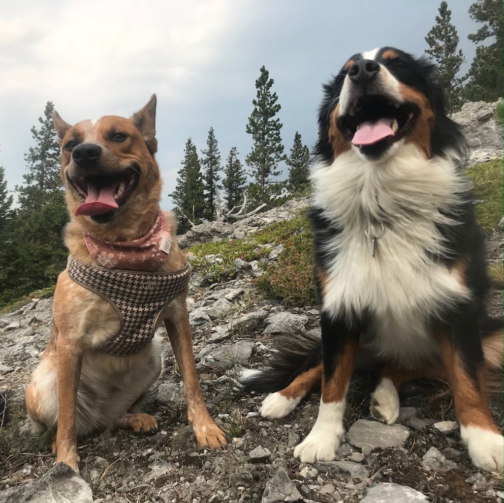 Dogs Of Valhalla | 3707 Kerrydale Rd SW, Calgary, AB T3E 4T3, Canada | Phone: (403) 619-4646