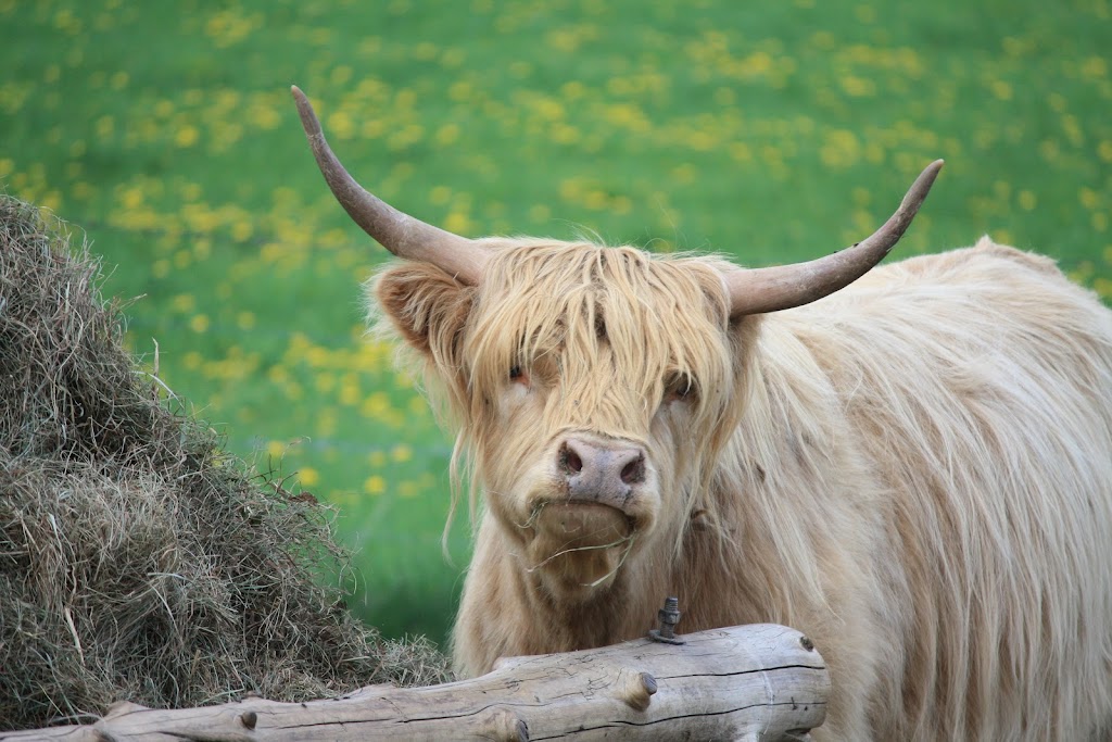 Ferme Fort-Rajo du Rang 4 Sud Inc | 230 4e Rang S, Saint-Victor, QC G0M 2B0, Canada | Phone: (418) 226-6554