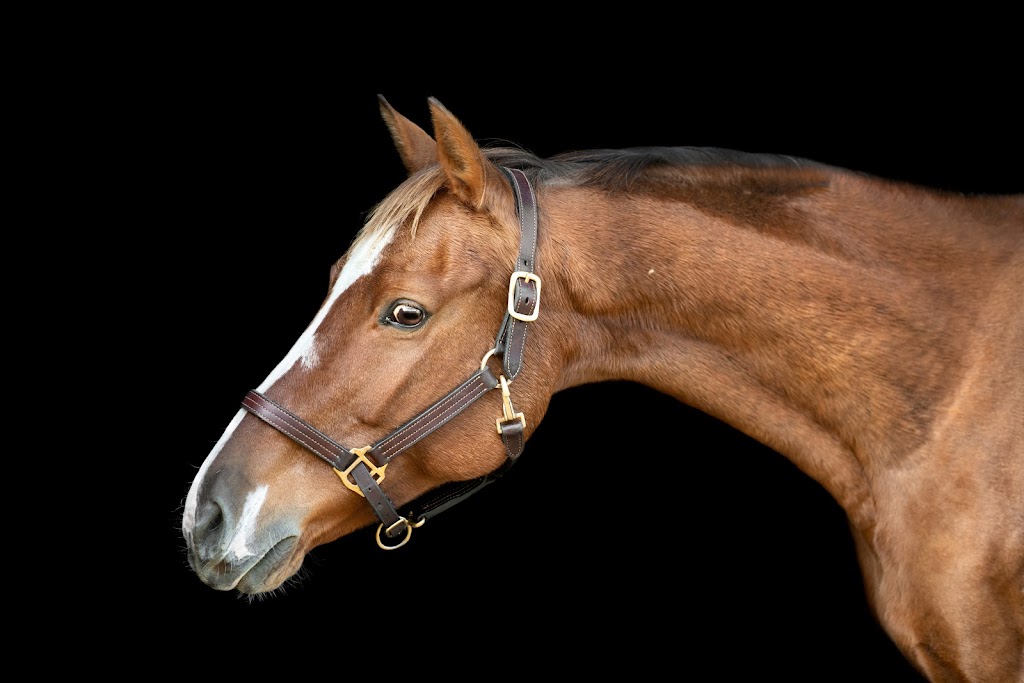 Pikturesque Farm | 1545 Rideau Ferry Rd, Perth, ON K7H 3C7, Canada | Phone: (613) 264-8187