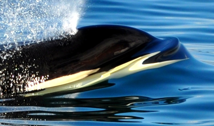 Orcas W.I.L.D. | 414 N Beach Rd, Eastsound, WA 98245, USA | Phone: (360) 376-3411