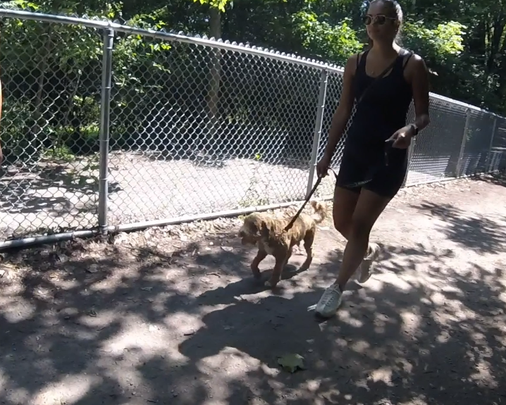 Leadership Based Dog Training | 104 Av. Angell, Beaconsfield, QC H9W 4V7, Canada | Phone: (514) 965-5869