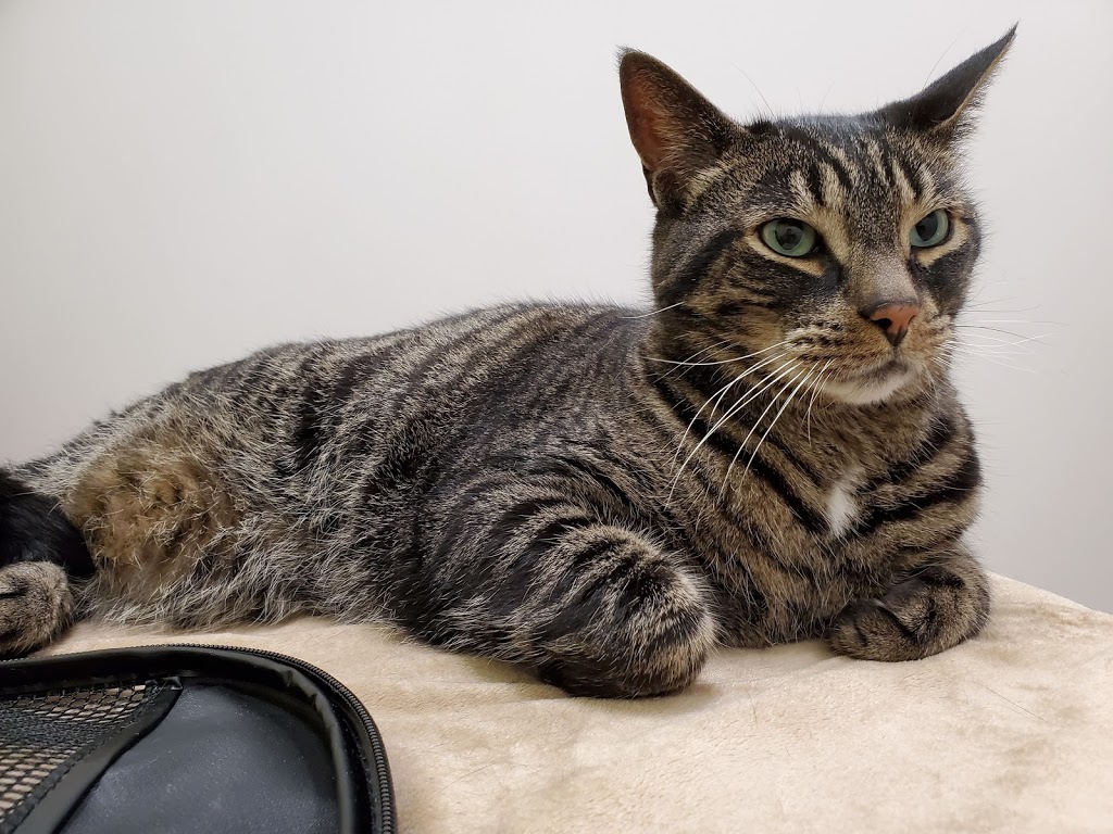 Brant-Norfolk Veterinary Clinic | 143 Lynden Rd, Brantford, ON N3R 8A7, Canada | Phone: (519) 720-0753