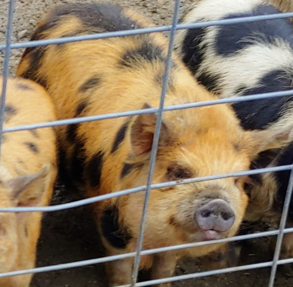 Chickadee Hill Farm | 18249 Shaws Creek Rd, Alton, ON L7K 1L2, Canada | Phone: (519) 350-6411