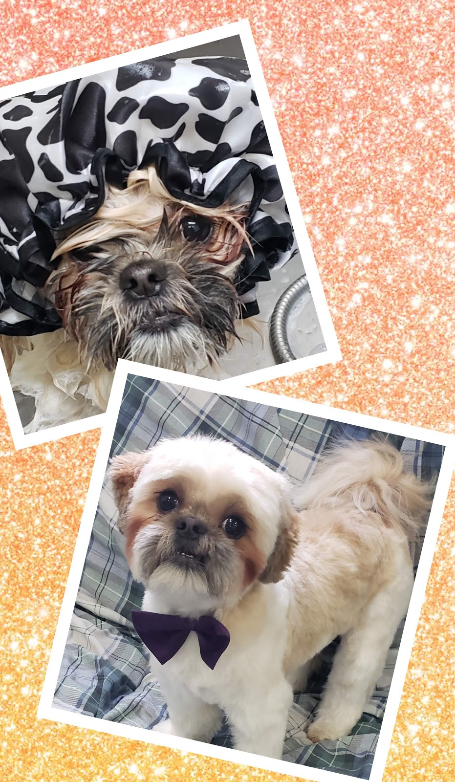 Everything Dogs Halton | 11 Vimy St, Acton, ON L7J 1S2, Canada | Phone: (647) 572-3647