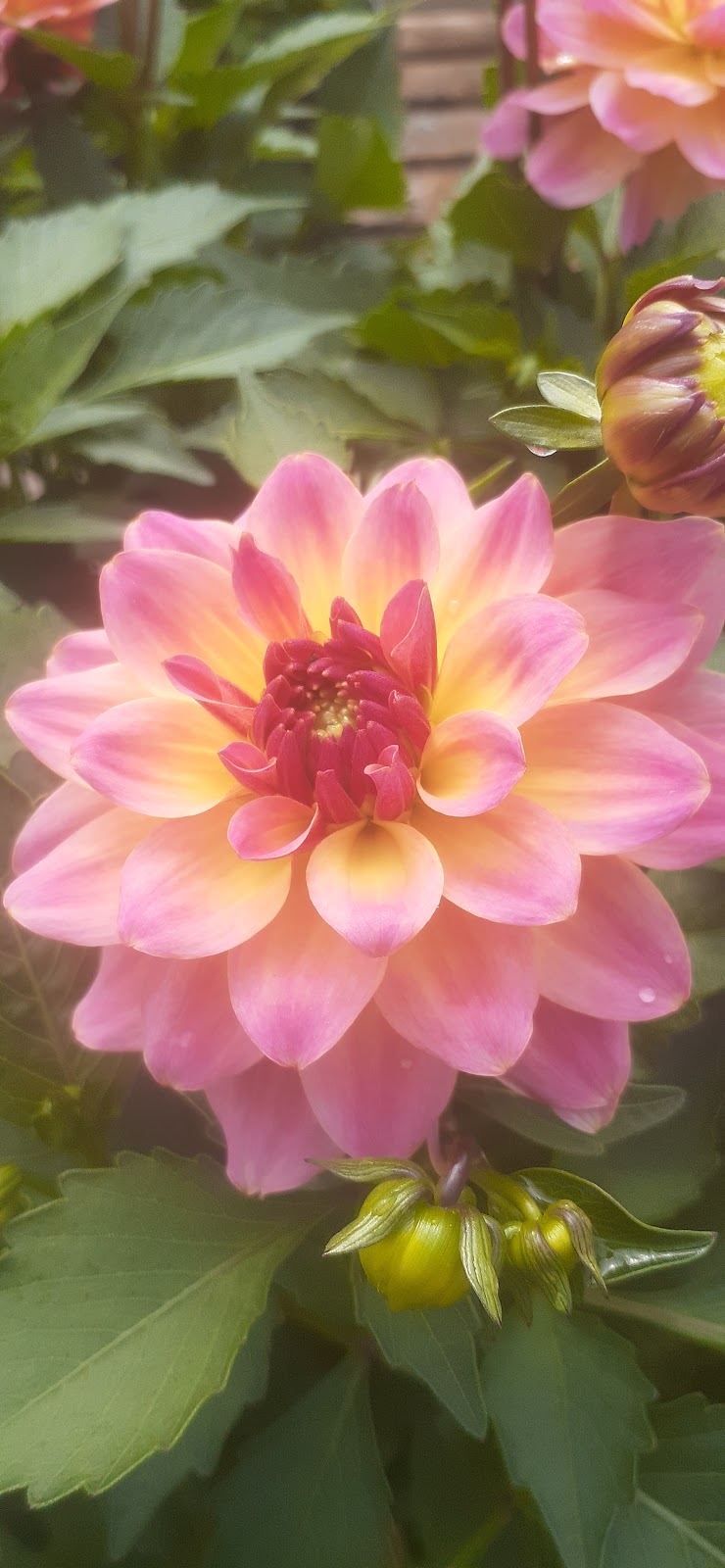 York Greenhouses & Garden Centre | 618 RTE 25, York, PE C0A 1P0, Canada | Phone: (902) 566-1503