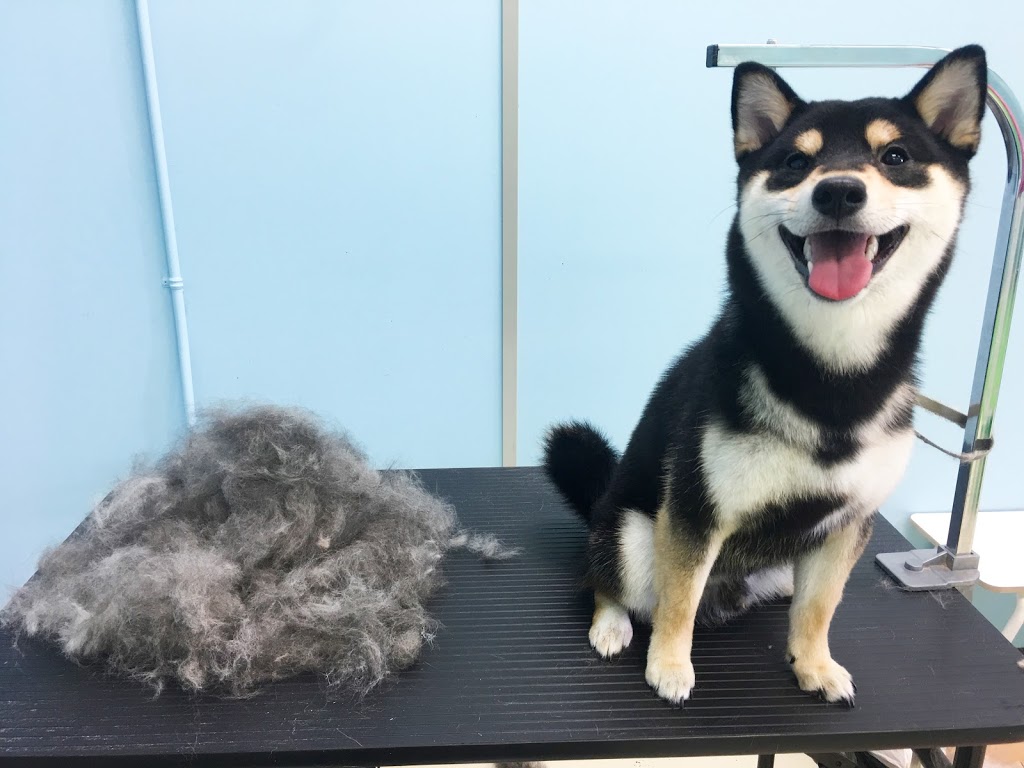 Furever Doggy Salon | 1896 Prince of Wales Dr Unit 5, Nepean, ON K2C 3W9, Canada | Phone: (613) 680-2222