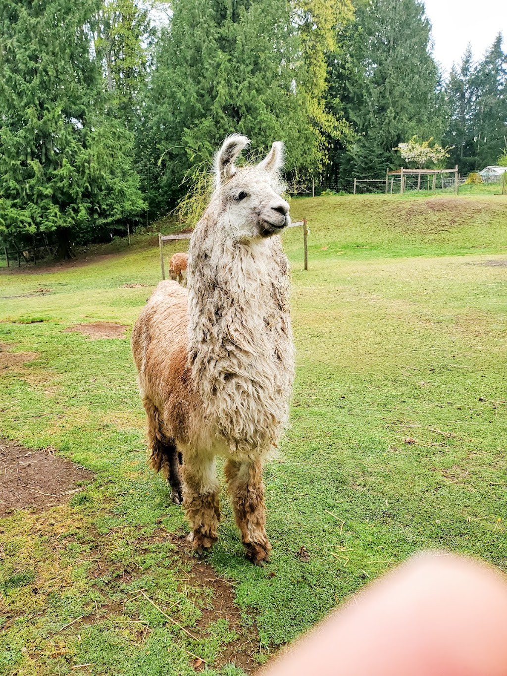 Woosterville Mini-Llama Farm | 4135 Hillbank Rd, Duncan, BC V9L 6M1, Canada | Phone: (250) 815-0210