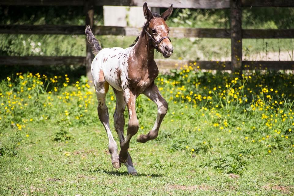 Tiara Equine | 2130 Shirley Rd, Port Perry, ON L9L 1B3, Canada | Phone: (416) 580-6526