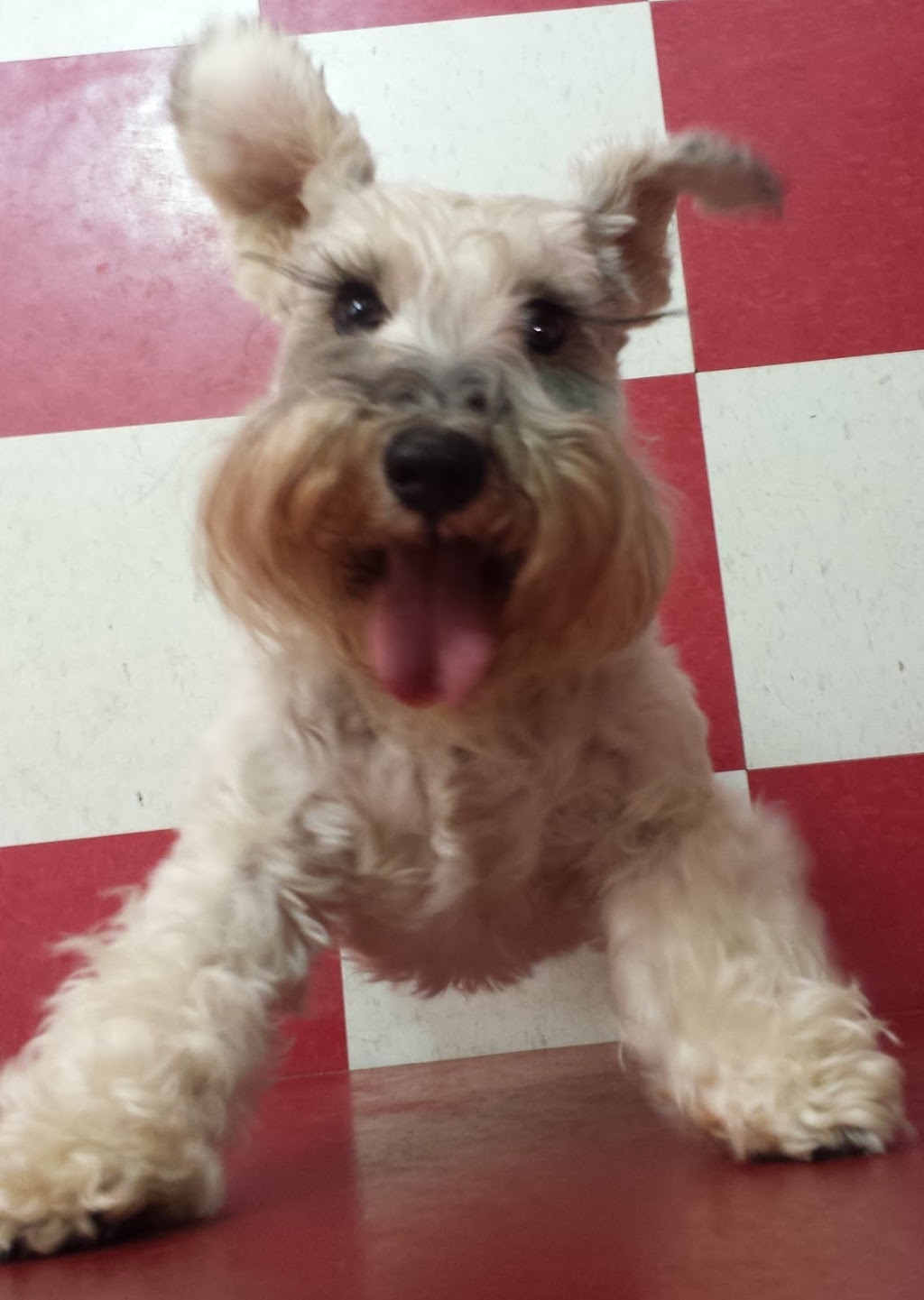 Everything Dogs Halton | 11 Vimy St, Acton, ON L7J 1S2, Canada | Phone: (647) 572-3647