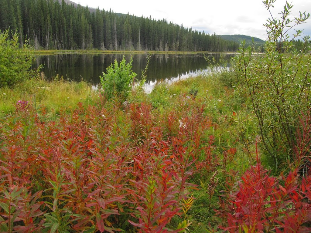 Beaverdam Provincial Recreation Area | Range Rd 145A, Clearwater County, AB T0M 2H0, Canada | Phone: (855) 721-3975