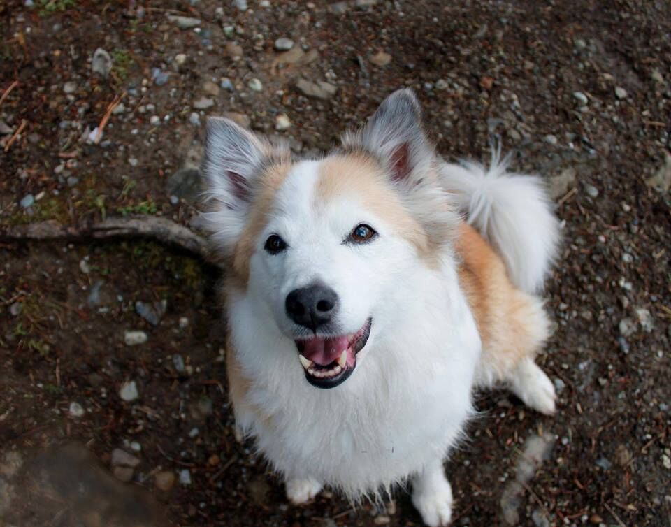 Northshore Veterinary Hospital | 1486 Electric Ave, Bellingham, WA 98229, USA | Phone: (360) 738-6916