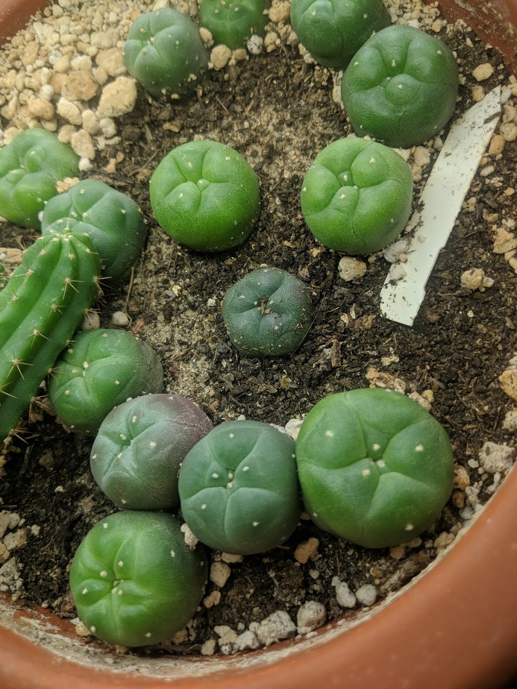 Cactus Land | 15 Owlshead Rd, Ashton, ON K0A 1B0, Canada | Phone: (613) 298-4905