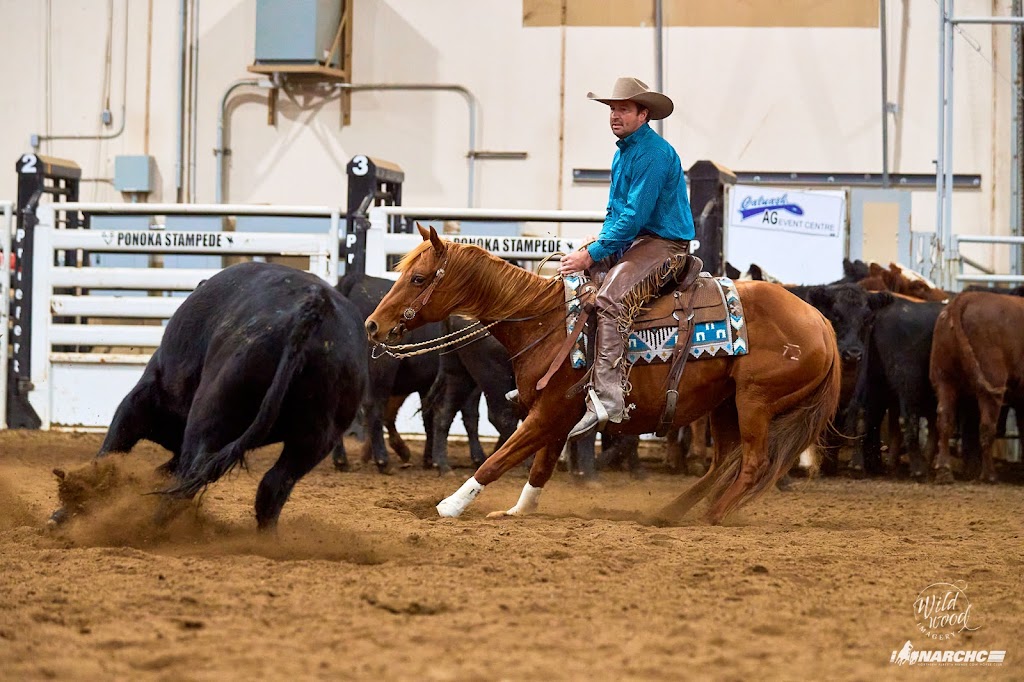 Douglas Performance Horses | QMJC+93, Yellow Grass, SK S0G 5J0, Canada | Phone: (306) 731-7686
