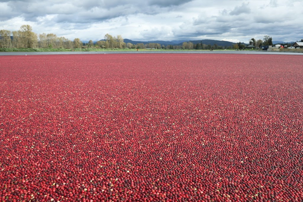 THE BOG Riverside Cranberry Farm | 26885 88 Ave, Langley City, BC V1M 3L8, Canada | Phone: (604) 614-7625