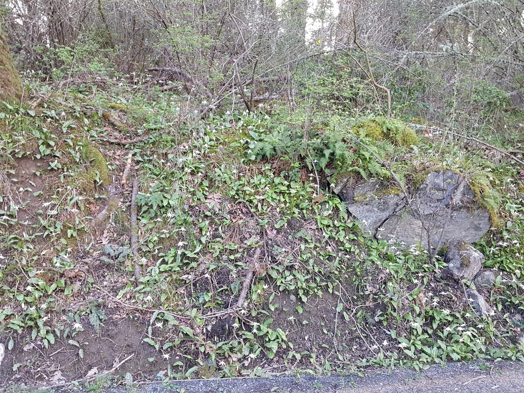 Rithetwood Park | 4Z4, Pheasantwood Terrace, Victoria, BC V8X 4Z4, Canada
