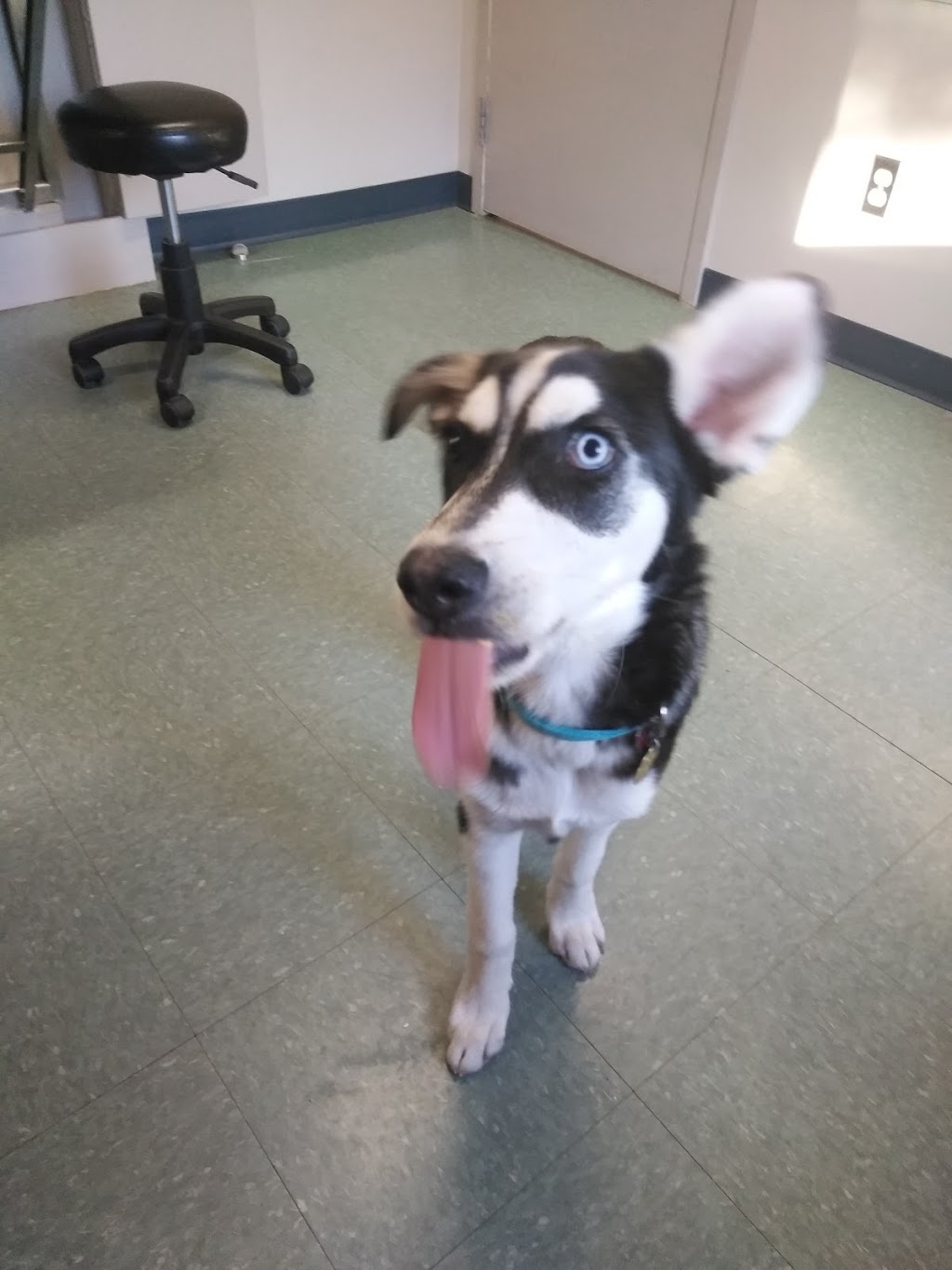 Red Woof Inn Doggie Daycare | 1870 NS-311, Central North River, NS B6L 6G3, Canada | Phone: (902) 957-6997