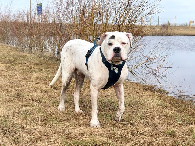 DogLandia Boarding and Training | 49369 AB-21, Leduc County, AB T0B 3M4, Canada | Phone: (780) 914-8840