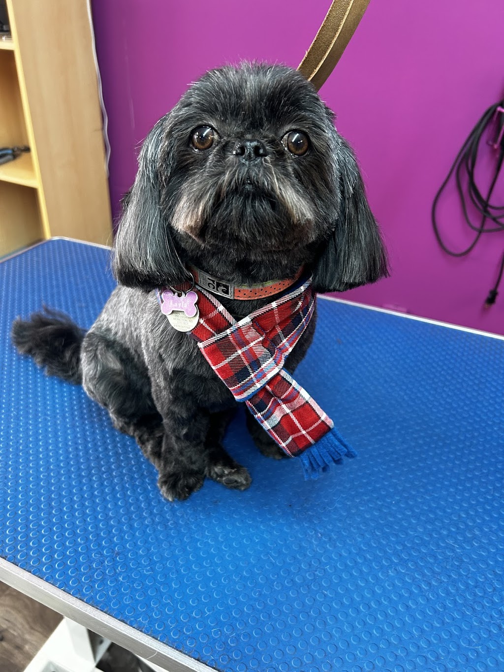 Pawfection Spa | 4468 NB-111, Upperton, NB E5N 3C1, Canada | Phone: (506) 639-7860
