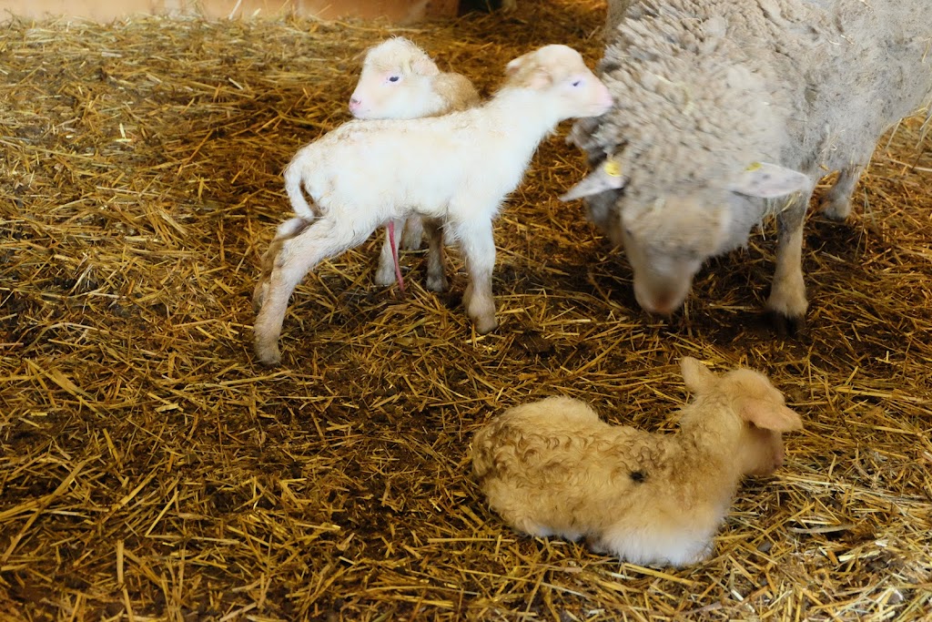 Ferme Ammerlaan | 303 Rang St Georges, Saint-Valentin, QC J0J 2E0, Canada | Phone: (450) 291-5258