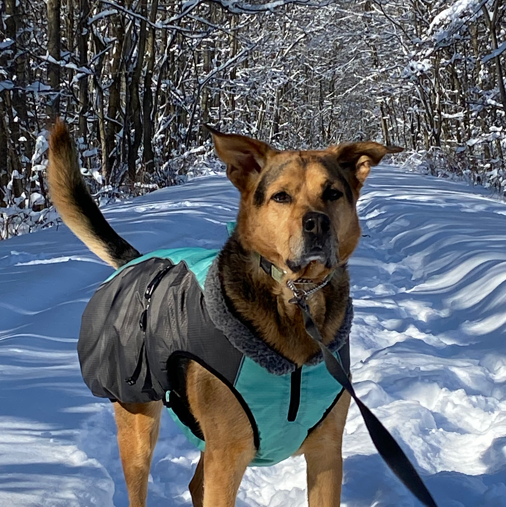 Tail Waggerz-Dog Walking and Cat Sitting | 3015 Cockshutt Rd, Waterford, ON N0E 1Y0, Canada | Phone: (519) 304-1300