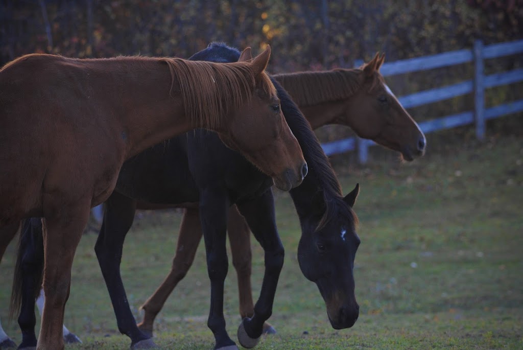 Heart Reins Iron Horse Ranch | 429497 8 Concession B, Singhampton, ON N0C 1M0, Canada | Phone: (705) 618-0231