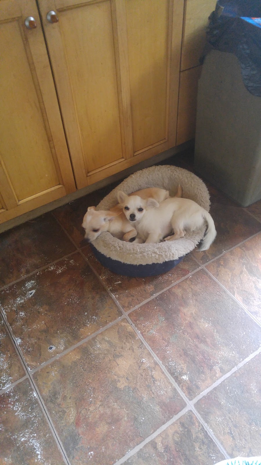 Dottea Muskoka Chihuahuas | 1411 Hwy 11 RR2, Kilworthy, ON P0E 1G0, Canada | Phone: (705) 689-8972