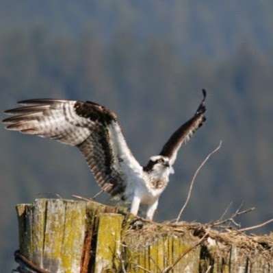 Harrison Eco Tours | 100 Esplanade, Harrison Hot Springs, BC V0M 1K0, Canada | Phone: (604) 316-4460