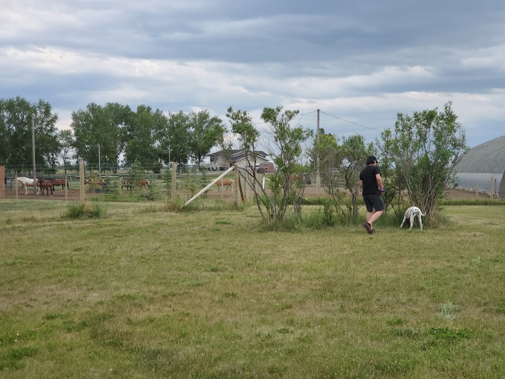 Country Club Pet Resort | 282063 Township Rd 224A, Alberta T1X 0J2, Canada | Phone: (403) 936-5685