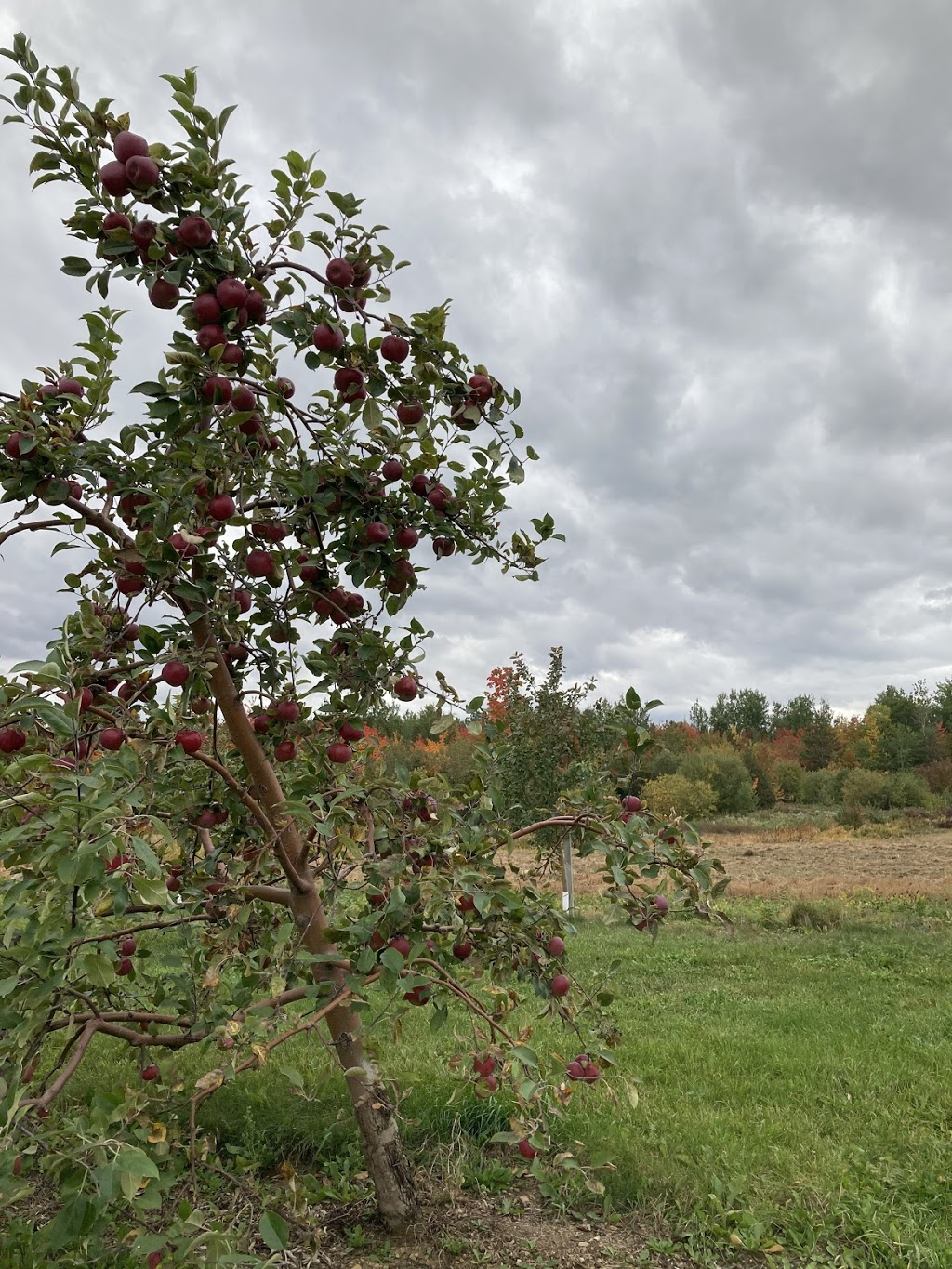 Verger Gaudreau | 1304 Chemin Bellevue O, Cap-Saint-Ignace, QC G0R 1H0, Canada | Phone: (418) 246-5607